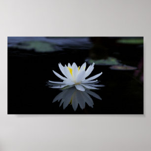 Affiche Beautiful White Lotus,Lake,Zen