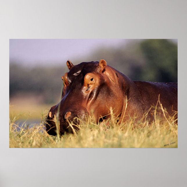Affiche Beauty Hippopotamus Portrait (Devant)