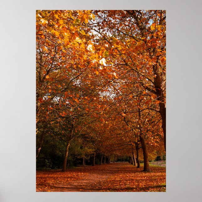 Affiche Beaux arbres automnaux (Devant)