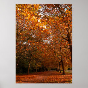 Affiche Beaux arbres d'automne