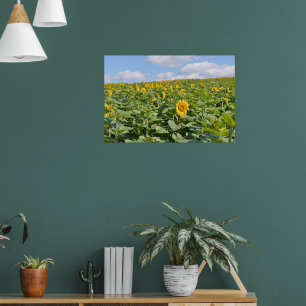Affiche Beaux champs de tournesols par jour ensoleillé