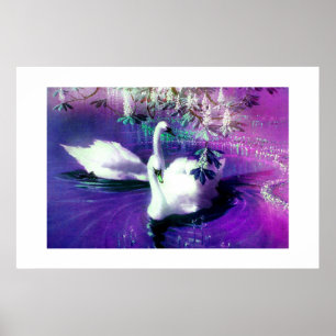 Affiche Beaux cygnes