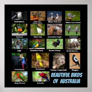 Affiche Beaux oiseaux d'Australie