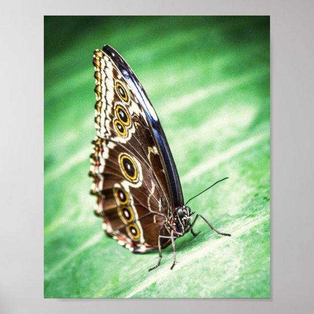 Affiche Beaux Papillons Insectes Archivage Beaux-Arts (Devant)