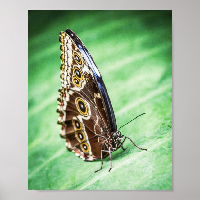 Affiche Beaux Papillons Insectes Archivage Beaux-Arts (Devant)