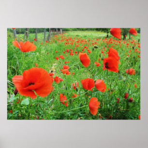 AFFICHE BEAUX PAVOTS DE ROUGE D'AFFICHE DE FLEURS
