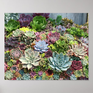 Affiche Beaux succulents