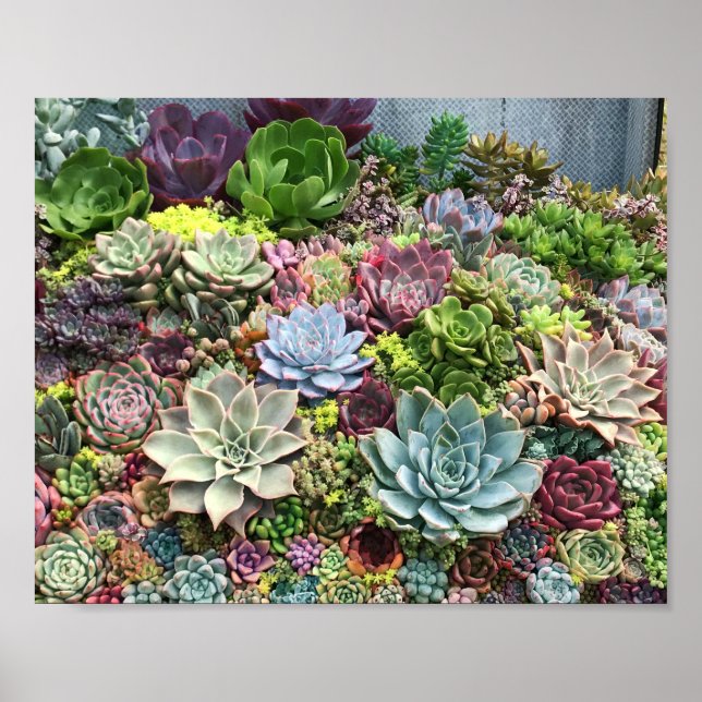 Affiche Beaux succulents (Devant)