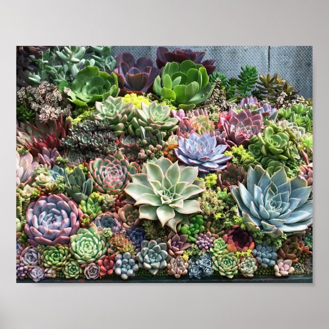 Affiche Beaux succulents (Devant)