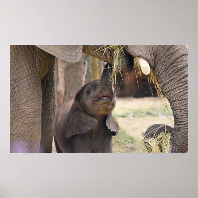 Affiche Bébé (Devant)