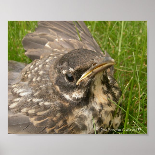 Affiche Bébé (Devant)