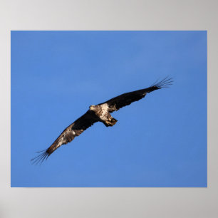 Affiche Bébé Aigle de South Jersey !