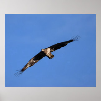 Affiche Bébé Aigle de South Jersey !