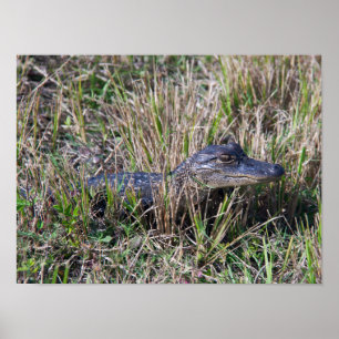 Affiche Bébé alligator herbe marais Floride Photo