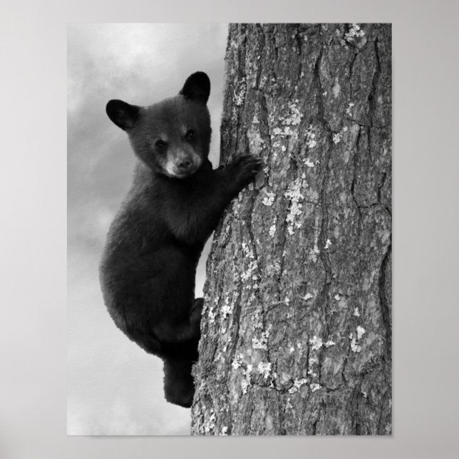 Affiche Bébé Bébé Ours Noir en Arbre Rustique (Devant)
