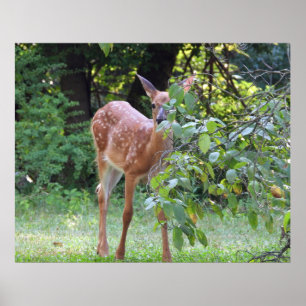 Affiche Bébé Blanc Quincé Cerf Fawn