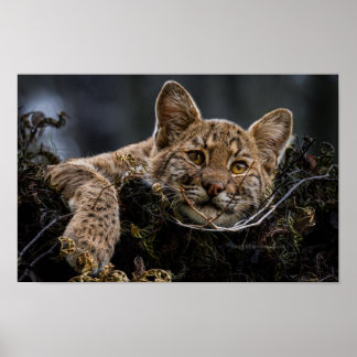 Affiche Bébé Bobcat allongé dans l'arbre