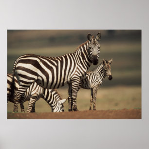 Affiche Bébé Burchell's Zebra avec mère