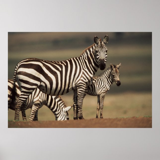 Affiche Bébé Burchell's Zebra avec mère (Devant)