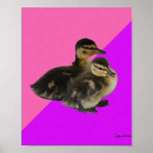 Affiche Bébé Canards sur framboise rose et sorbet pourpre