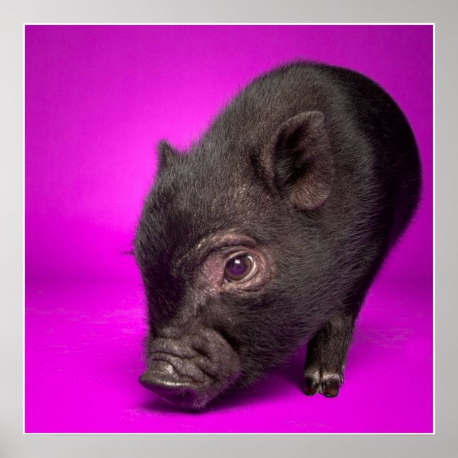 Affiche Bébé Cochon noir (Devant)