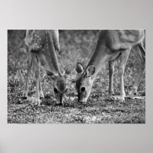 Affiche Bébé Deer Fawns Pâturage d'art photographique Impr
