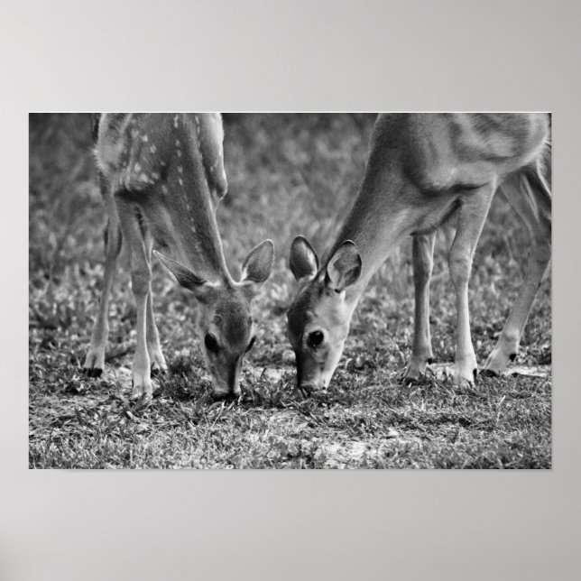 Affiche Bébé Deer Grazing Art photographique Imprimer (Devant)