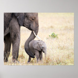 Affiche bébé éléphant avec la photo d'amour de la mère