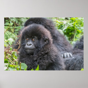 Affiche Bébé gorille des montagnes