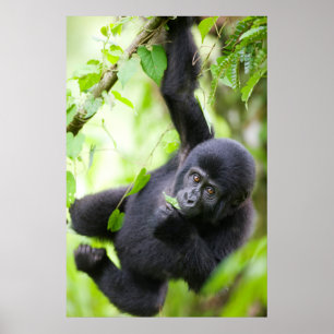 Affiche Bébé gorille des montagnes jouant en forêt tropica