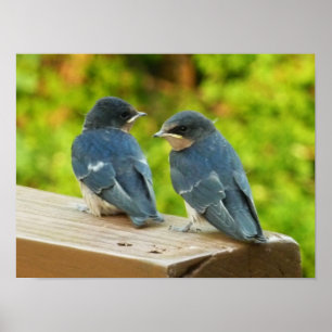 Affiche Bébé Grange hirondelle Nature Oiseau Photographie