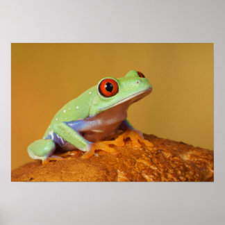 Affiche Bébé grenouille aux yeux rouges