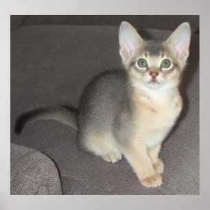 Affiche Bébé gros yeux grande oreille abyssin bleu mâle ch