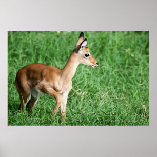 Affiche Bébé impala dans l'herbe verte