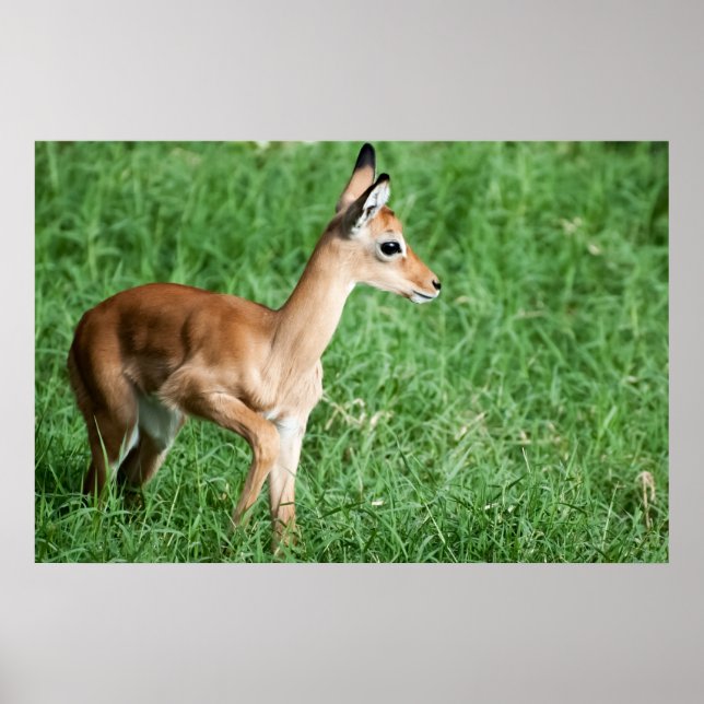 Affiche Bébé impala dans l'herbe verte (Devant)