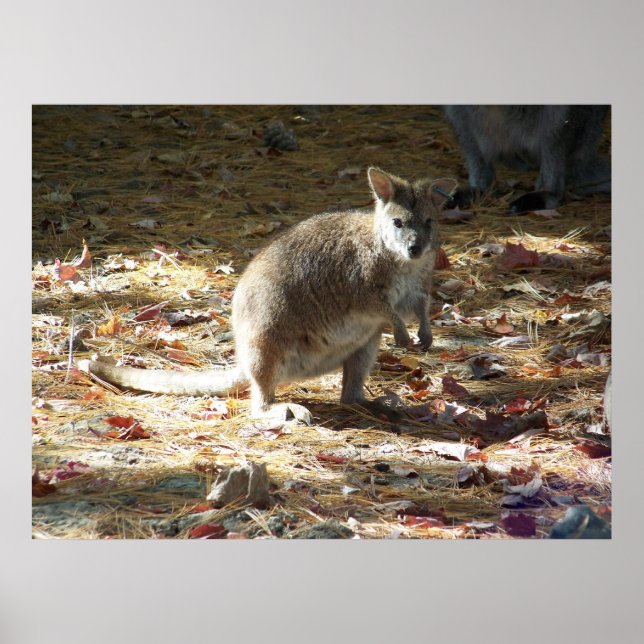 Affiche bébé kangourou (Devant)