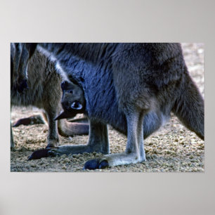 Affiche Bébé kangourou dans la poche de sa mère - Australi