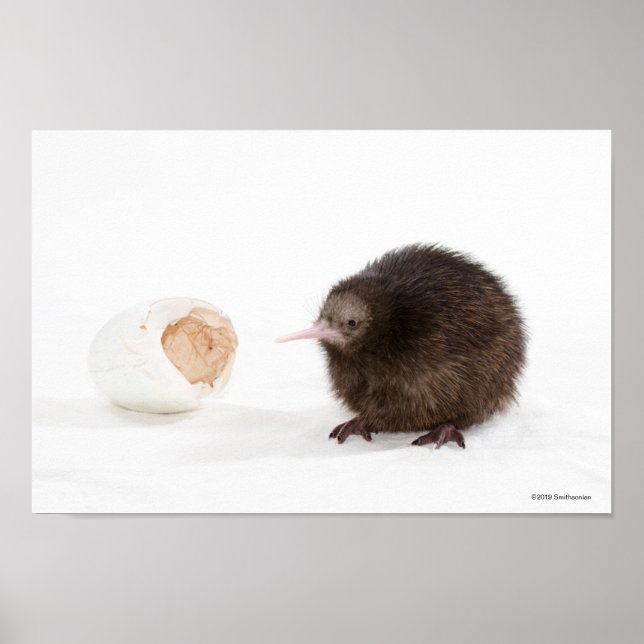 Affiche Bébé Kiwi Oiseau éclos de l'Oeuf (Devant)