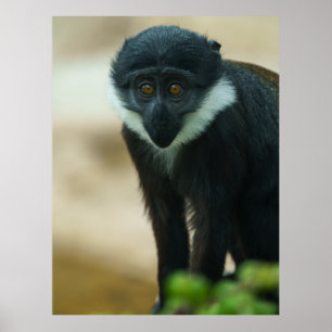 Affiche Bébé L’Hoest Monkey