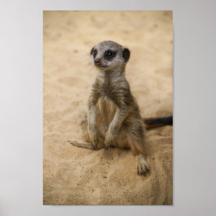 Affiche Bébé Meerkat Assis Dans Le Sable