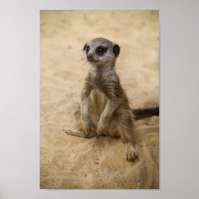 Affiche Bébé Meerkat Assis Dans Le Sable (Devant)