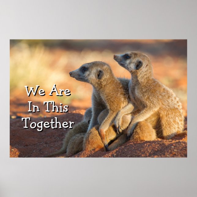 Affiche Bébé Meerkats Cachés Sous Leurs Parents (Devant)