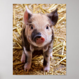 Affiche Bébé mignon Animaux de la ferme des porcs Barnyard
