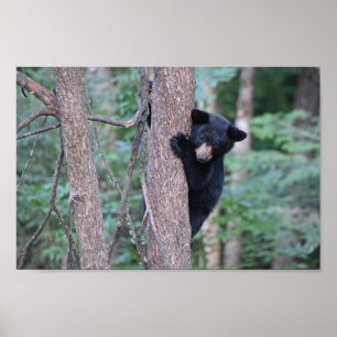 Affiche Bébé mignon Boeuf Noir Cub dans l'arbre Photo