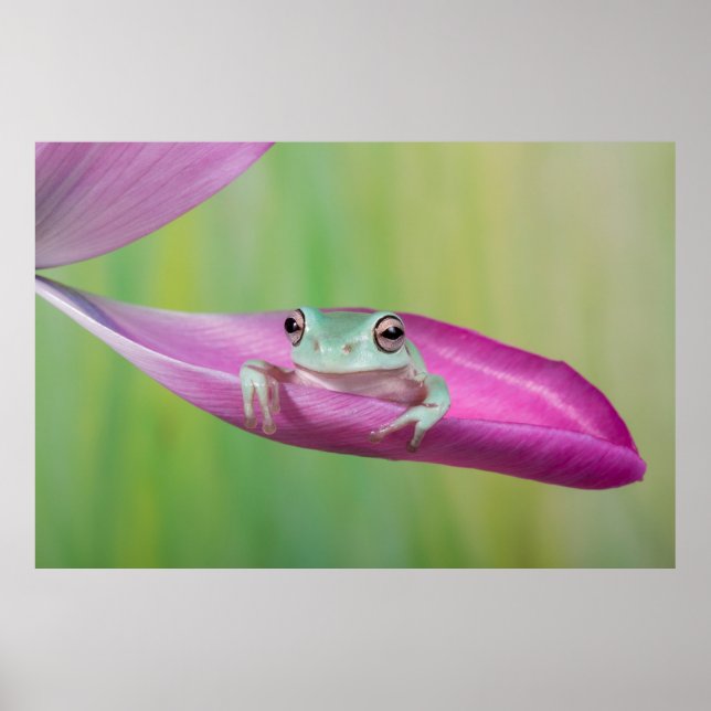 Affiche Bébé mignon grenouille des arbres blancs sur tulip (Devant)