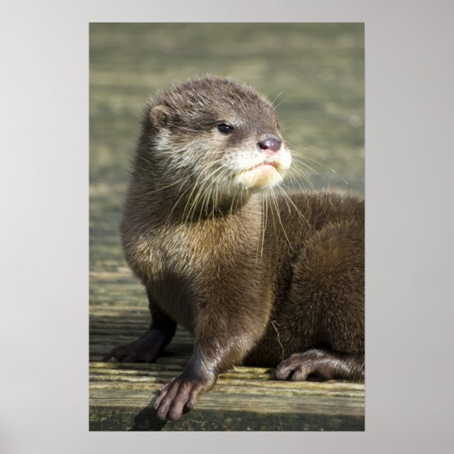 Affiche Bébé mignon Otter (Devant)