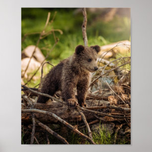 Affiche Bébé mignon Ours en Bois