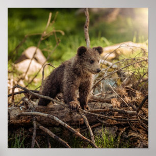 Affiche Bébé mignon Ours en Bois
