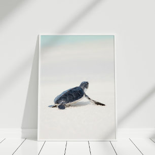 Affiche Bébé mignonne tortue de mer sur la plage