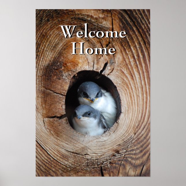 Affiche Bébé Oiseaux (Devant)